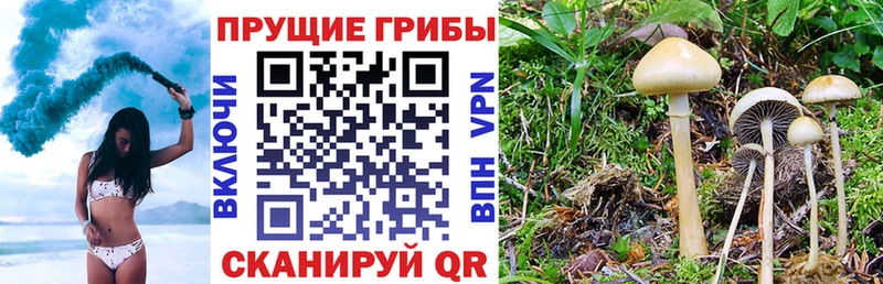 как найти наркотики  mega сайт  Псилоцибиновые грибы прущие грибы  Нефтекамск 